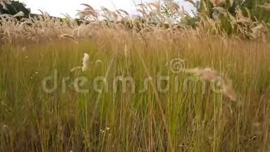 小穗和风中的草。穿过草地，有人在偷东西。